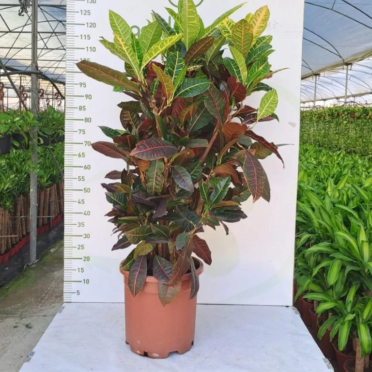 Croton Big thumbnail 5